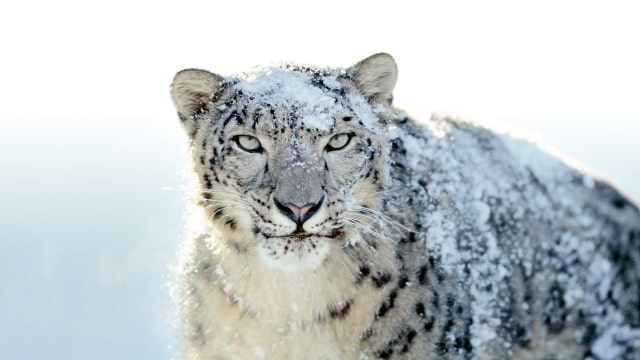 Apple Previews Snow Leopard, Quicktime X