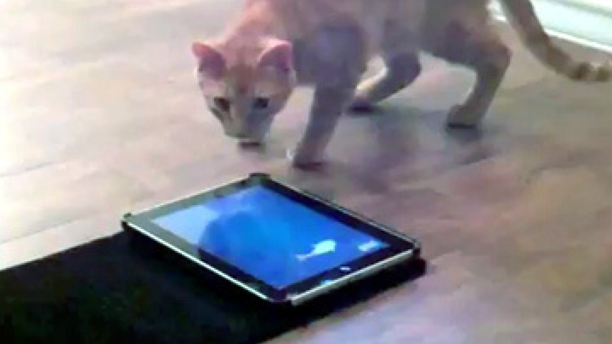 Friskies Releases iPad Web Apps to Entertain Your Cat [Video]