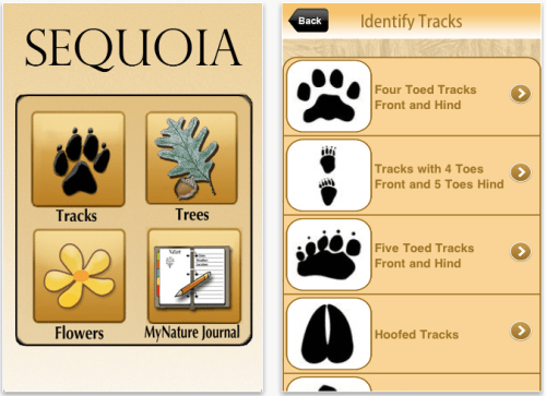 Sequoia Tracks, Trees, And Wildflowers For iOS